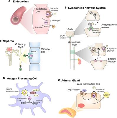 Magnesium in hypertension: mechanisms and clinical implications